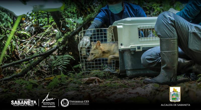 El camino a la libertad de un zorro perro atropellado: de gravemente herido a regresar a su hbitat en La Romera de Sabaneta